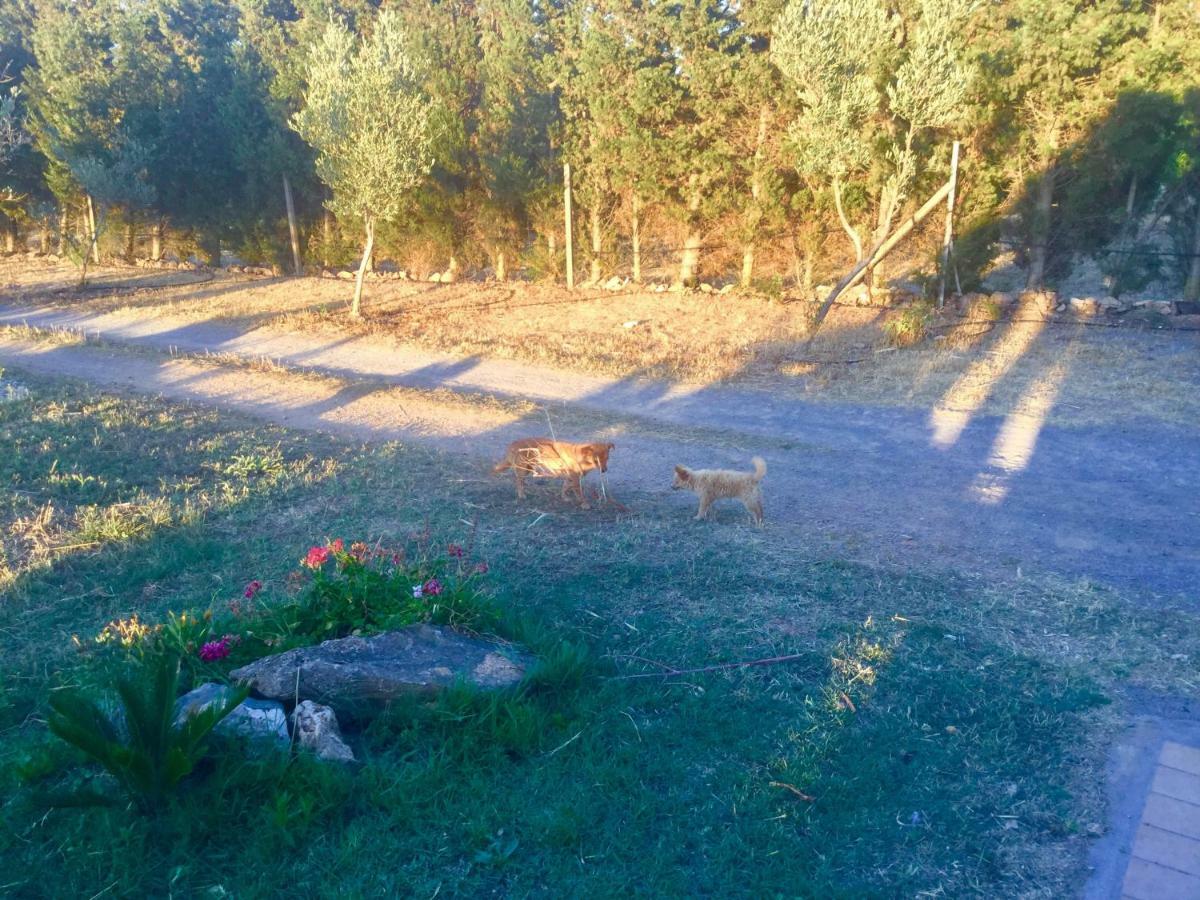 Agriturismo Sogno Latino إيغليزياس المظهر الخارجي الصورة